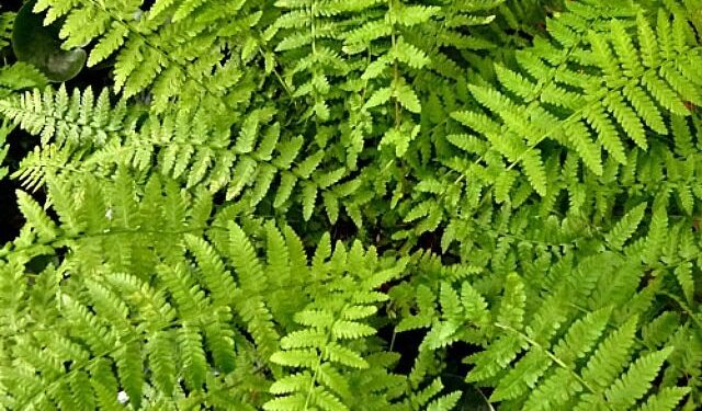 5 varieties of ferns