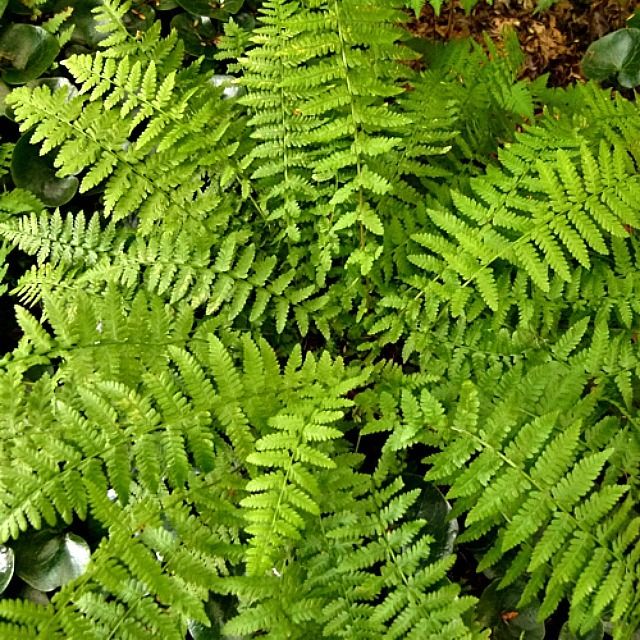 5 Varieties Of Ferns To Decorate Your Home