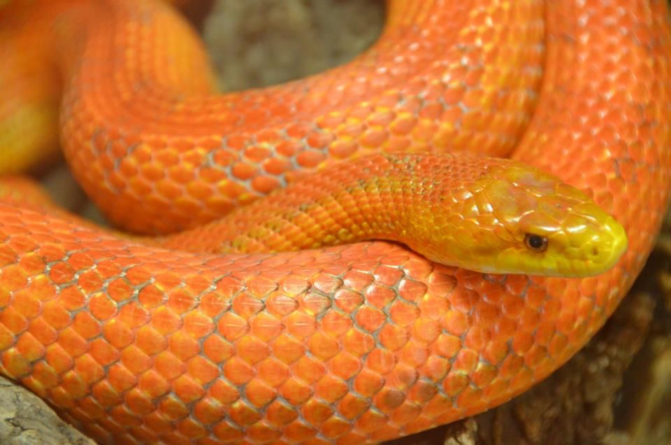 Corn Snake