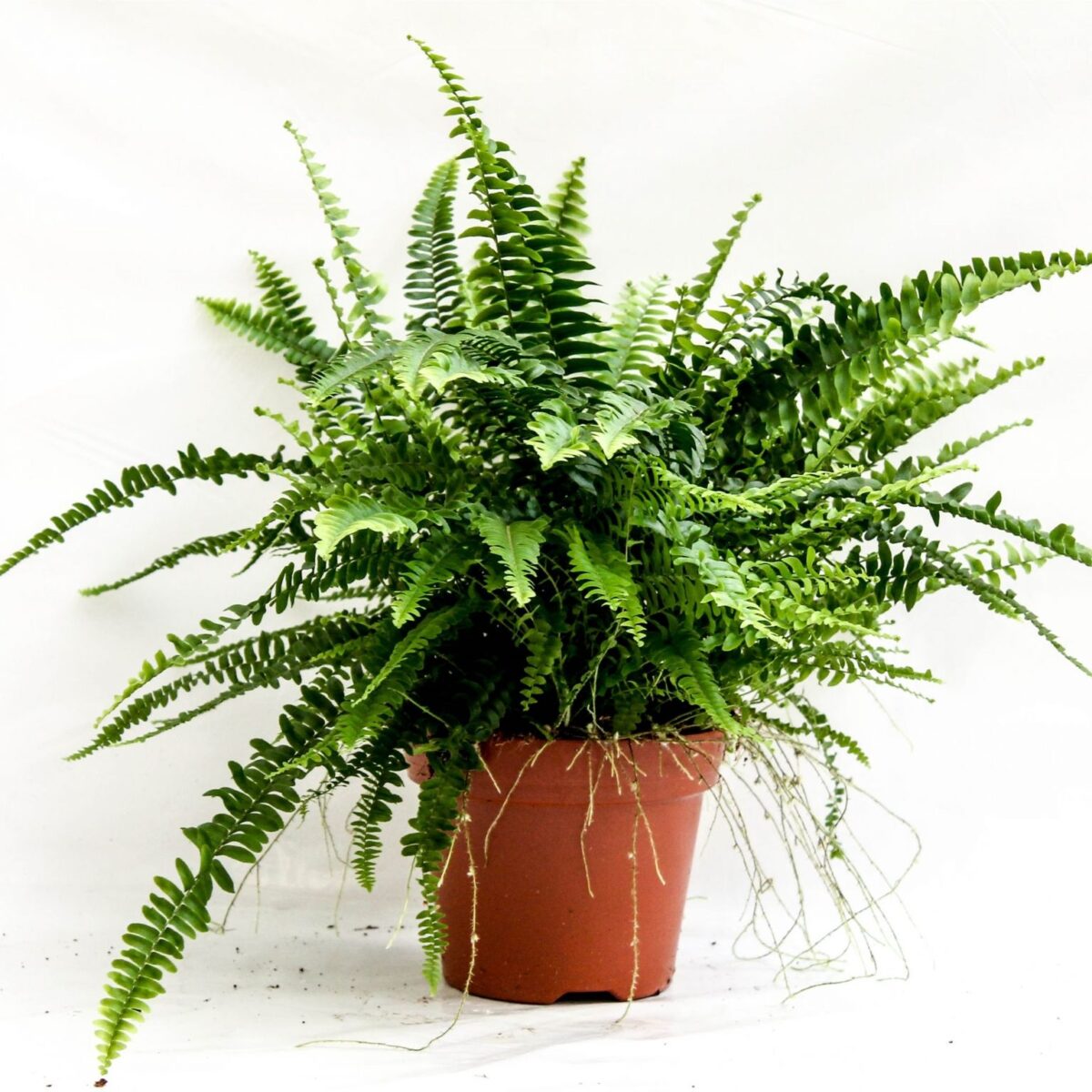 5 Varieties Of Ferns To Decorate Your Home