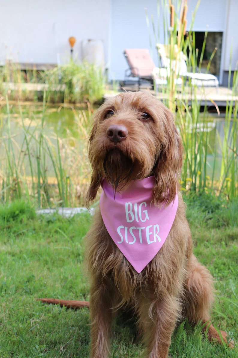 Hermana Mayor (Big Sister) Triangle Dog Bandana