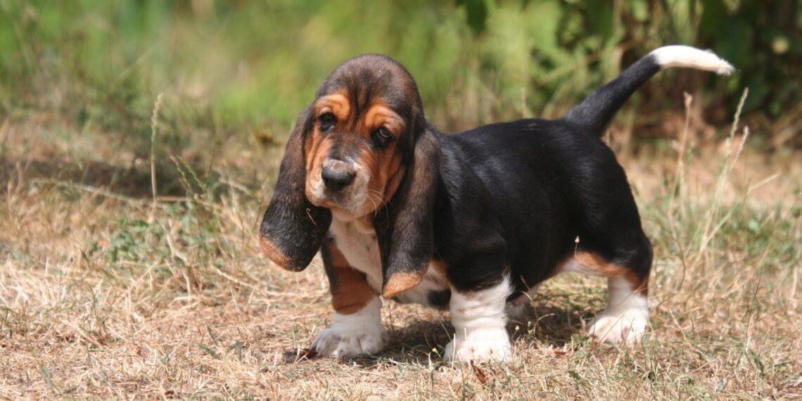 are basset hound puppies lazy