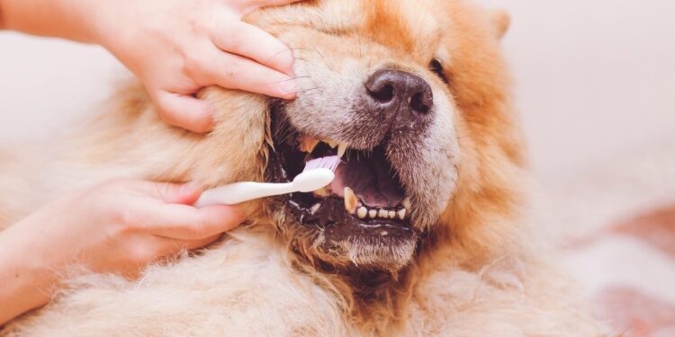 Dog Dental Cleanings